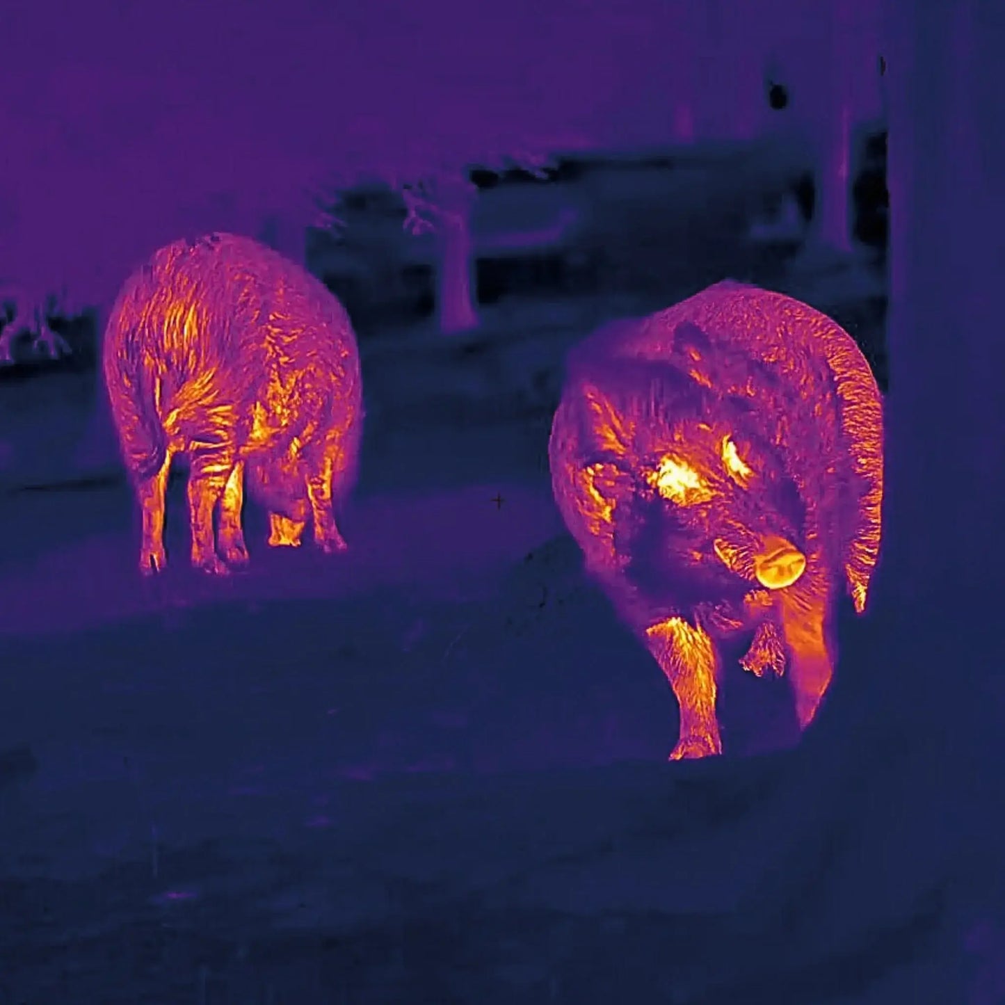 Thermal image of two bushpigs captured using the Nocpix Lumi L19 monocular, showcasing its ability to detect heat signatures in the darkness.