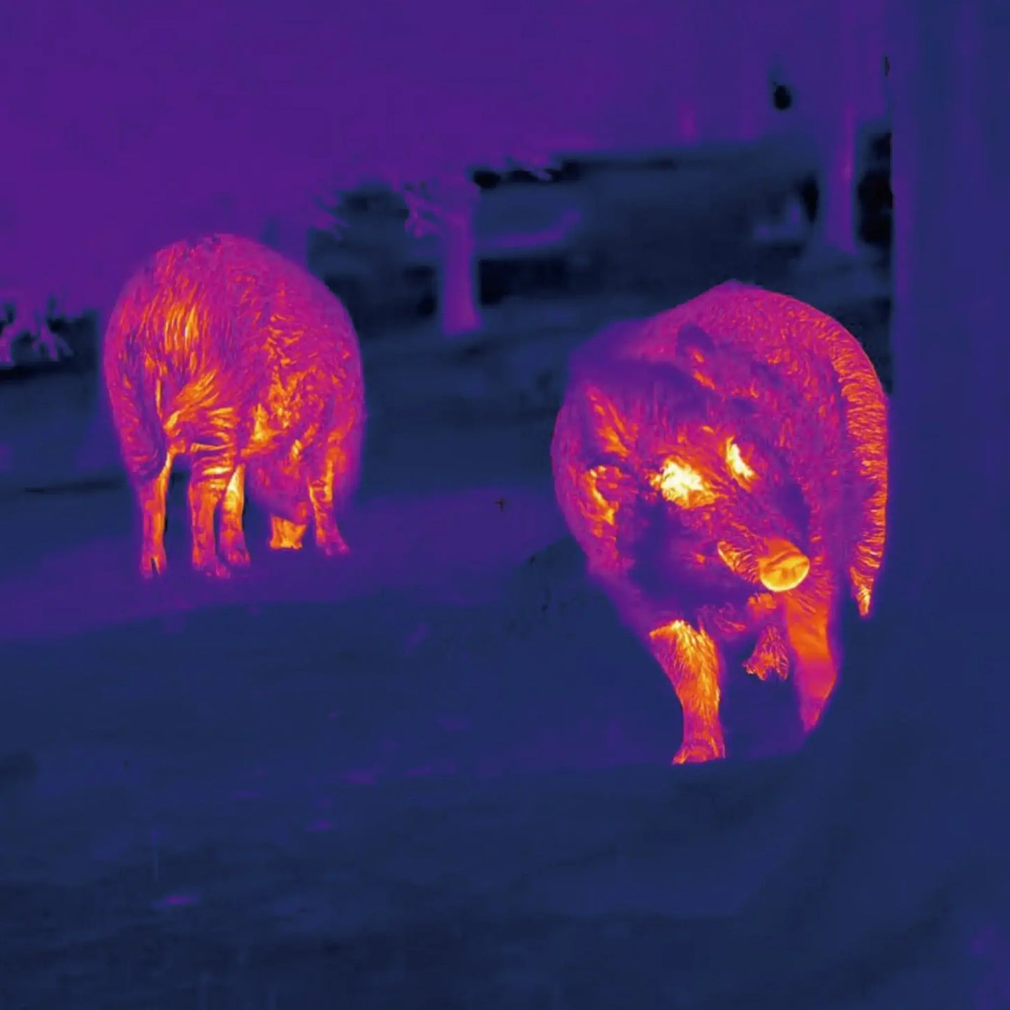 The LUMI P13 series thermal imaging monocular - Push pigs spotted in the wild