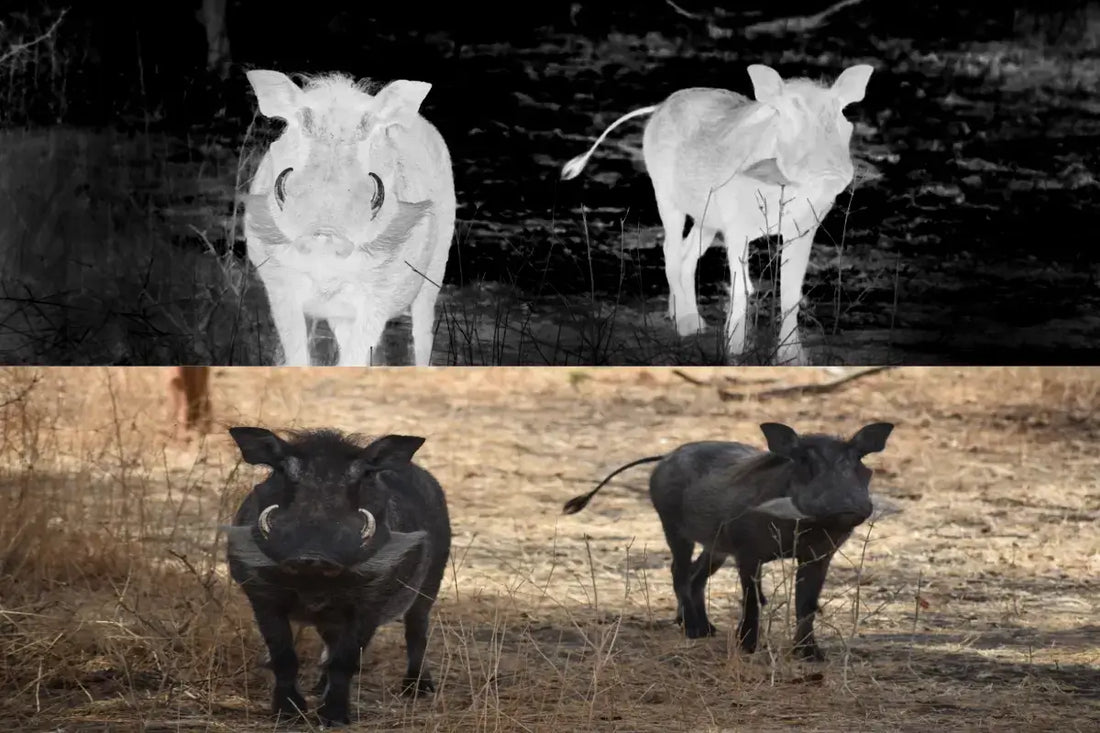 Thermal Image of two Push pig - Thermal and Day image comparision from Cape Thermal - Trusted Thermal imaging retailers