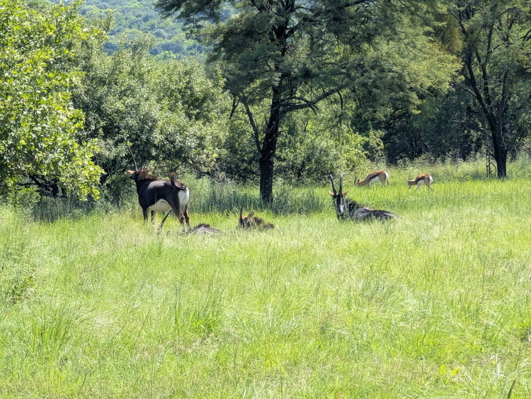 Wildlife Observation & Birdwatching