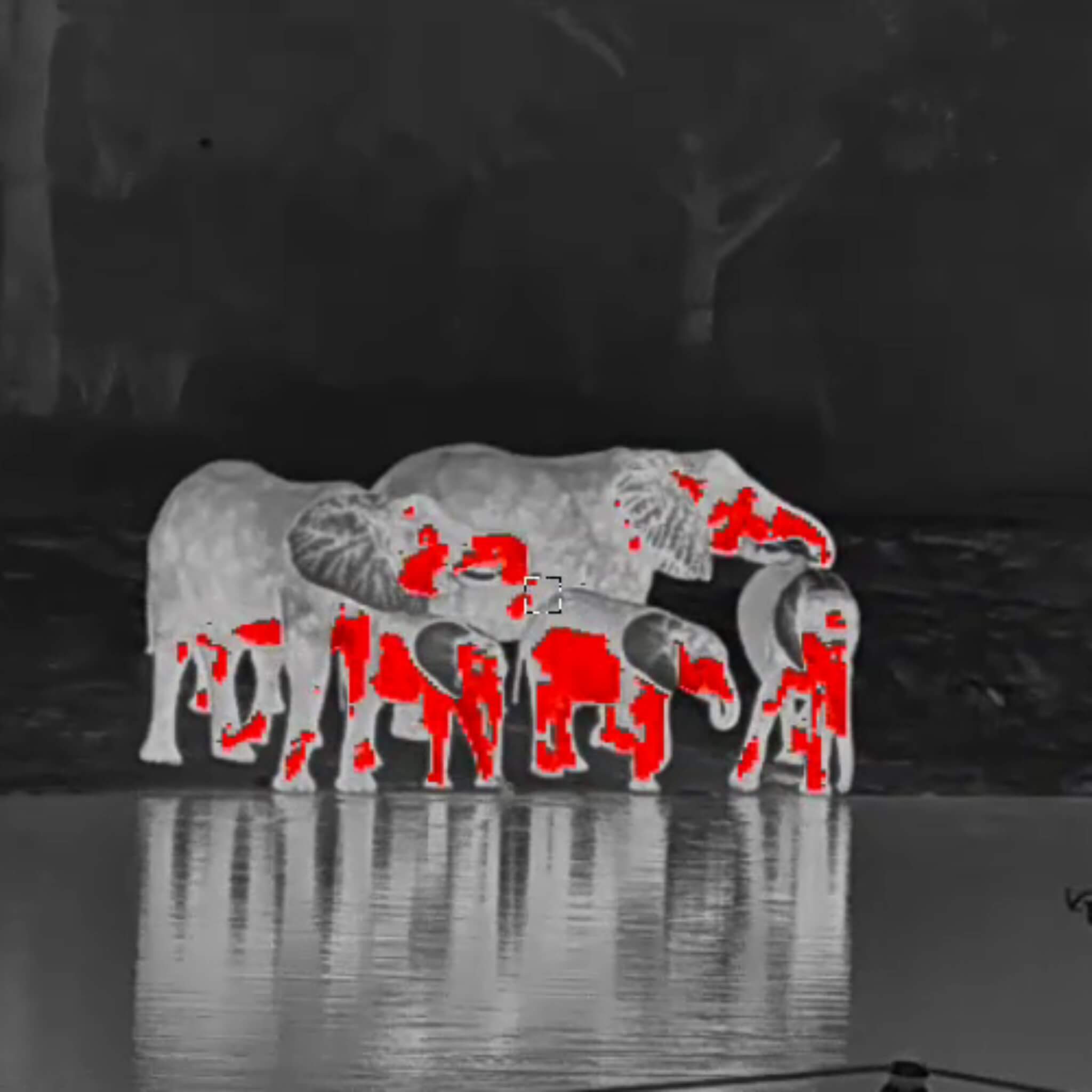 HikMicro Condor CQ50L captures stunning thermal image of elephants drinking at a watering hole in the African savanna. The high-resolution thermal monocular reveals intricate details of their heat signatures, even in low-light conditions.