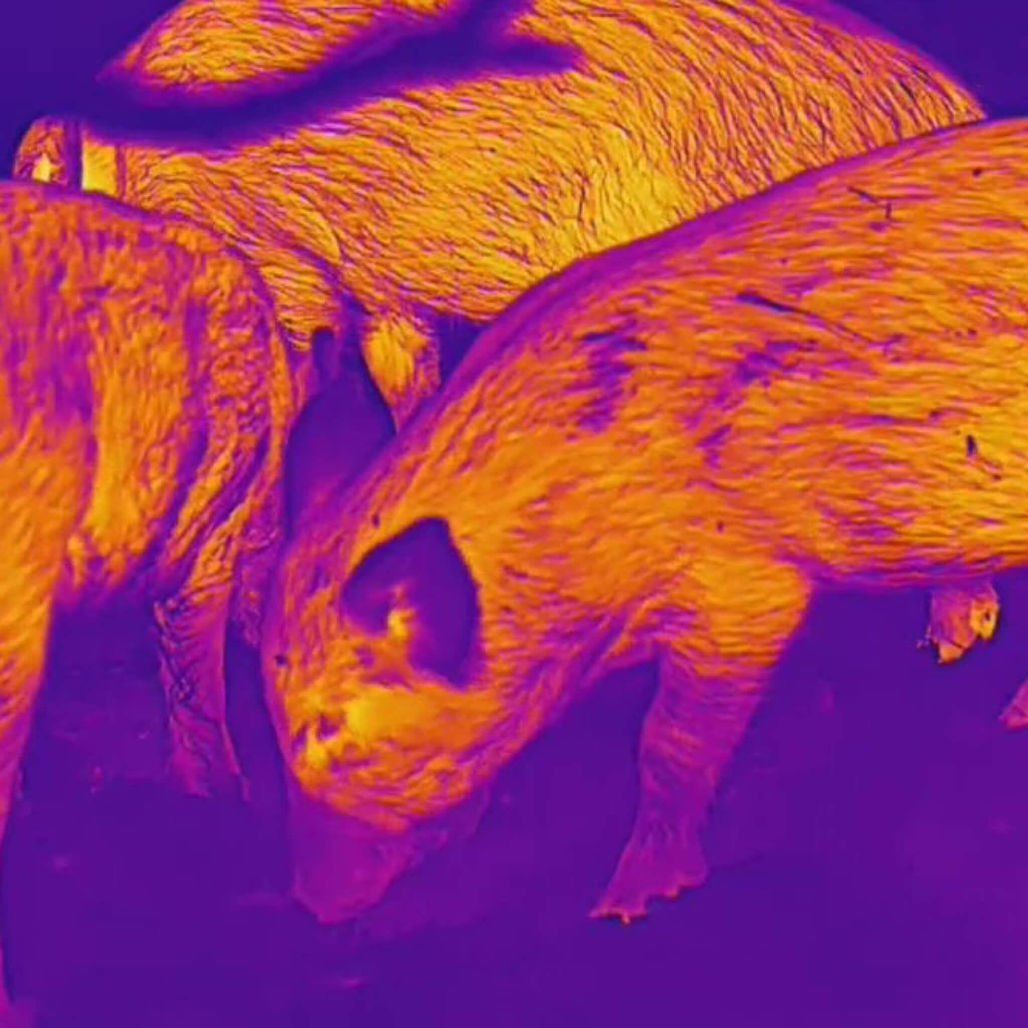 Thermal image of a group of pigs, likely Kunekune pigs, taken with a HikMicro Condor CQ50L Thermal Monocular. Their heat signatures are visible in shades of orange and yellow against a cool purple background.