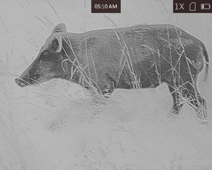 Image of an animal captured using a HikMicro Falcon Thermal Imaging Monocular on Black Hot Mode