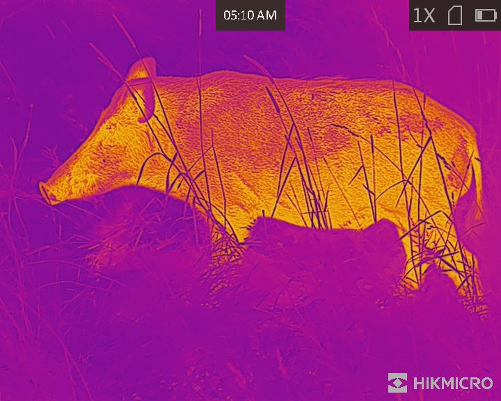 Image of an animal captured using a HikMicro Falcon Thermal Imaging Monocular on Fusion Mode