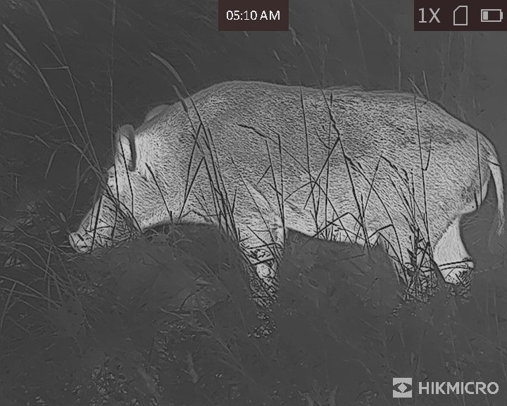 Image of an animal captured using a HikMicro Falcon Thermal Imaging Monocular on White Hot Mode