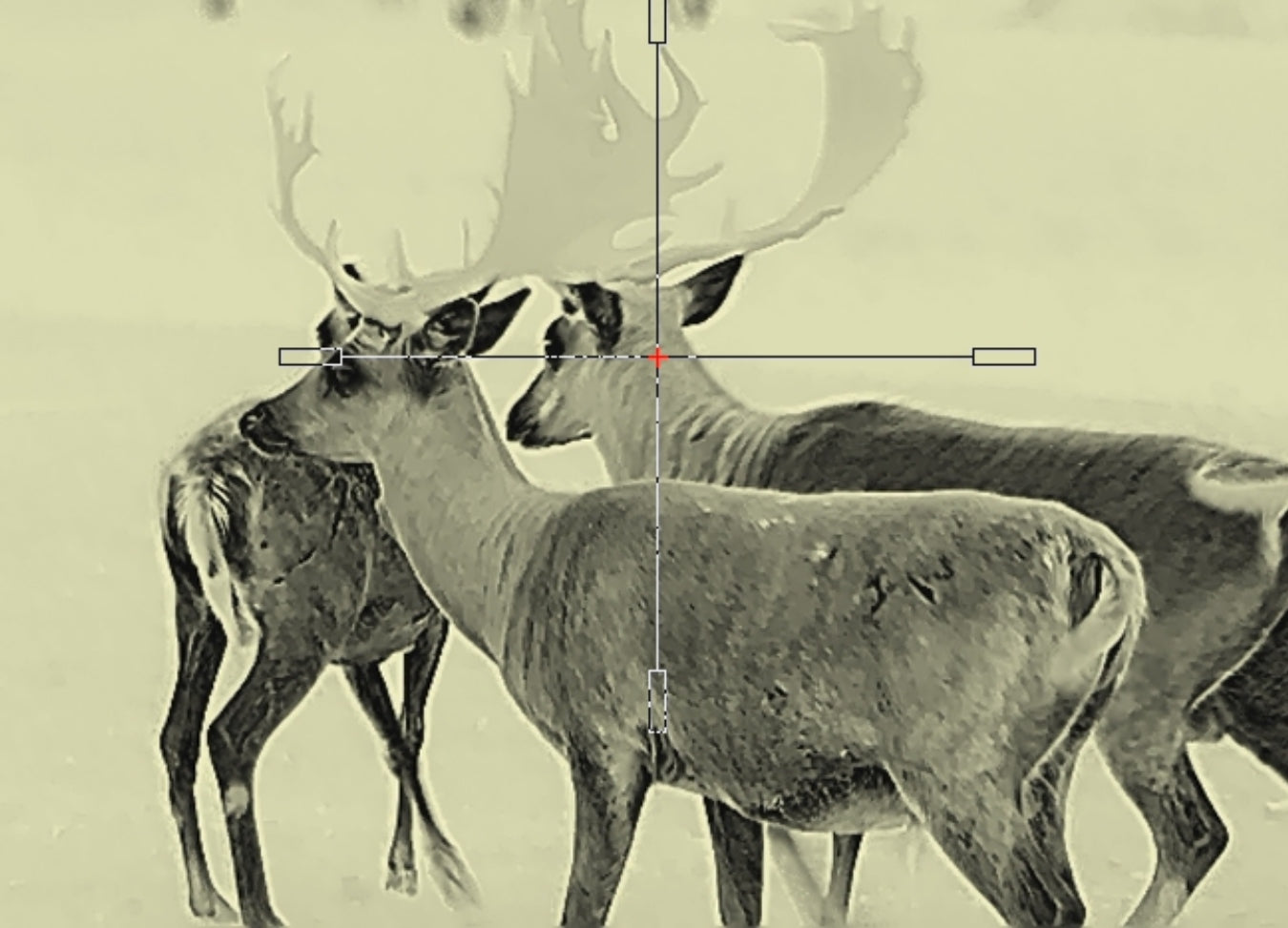 Thermal Animals - Using a Thermal Scope